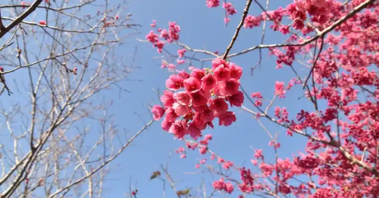 韓國漫畫《戀愛的季節》：永不凋零的青春，以及永遠的你02